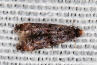 Stenoptinea cyaneimarmorella