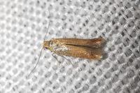Tischeria