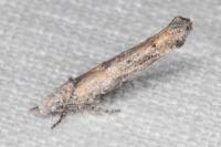 Zelleria oleastrella