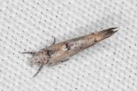 Zelleria oleastrella