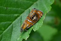Olethreutes arcuella