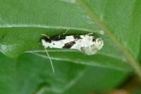 Nemapogon clematellus