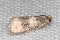 Piniphila bifasciana