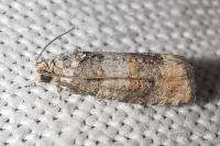 Piniphila bifasciana
