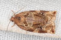 Archips xylosteana