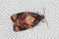 Ditula angustiorana