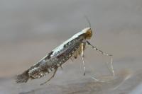 Argyresthia conjugella