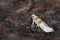 Cedestis gysseleniella