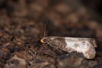 Notocelia cynosbatella