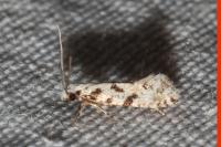 Nemapogon nevadellus