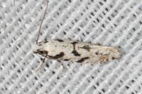 Nemapogon nevadellus