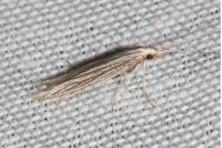 Coleophora
