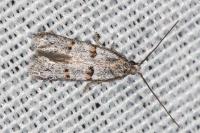 Symmocoides oxybiella