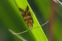 Mirificarma eburnella