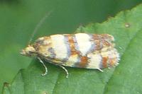 Aethes tesserana