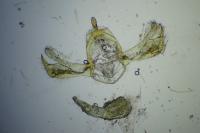 Blastobasis phycidella