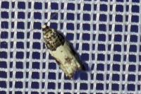 Gypsonoma sociana