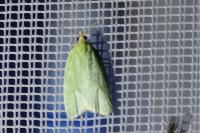 Tortrix viridana