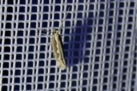 Plutella xylostella