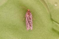 Lozotaeniodes cupressana