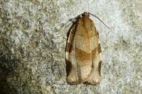Choristoneura hebenstreitella