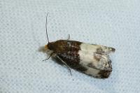 Notocelia cynosbatella