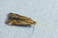 Metzneria artificella