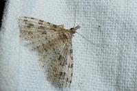 Alucita hexadactyla