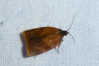 Cacoecimorpha pronubana