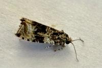 Celypha lacunana