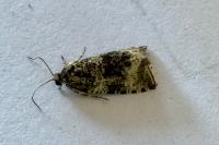 Celypha lacunana