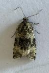 Celypha lacunana