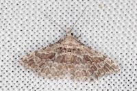 Alucita palodactyla