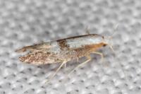 Argyresthia spinosella