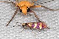 Micropterix aglaella