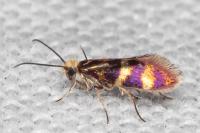 Micropterix aglaella
