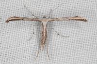 Emmelina monodactyla