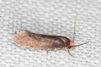 Cephimallota crassiflavella
