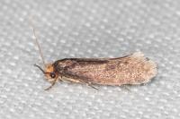 Cephimallota crassiflavella