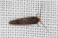 Cephimallota crassiflavella