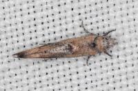 Zelleria oleastrella