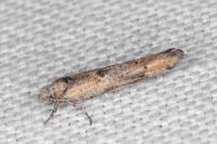 Zelleria oleastrella
