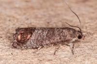 Cydia pomonella