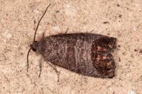 Cydia pomonella
