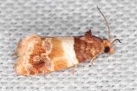Epinotia festivana