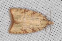 Aleimma loeflingiana
