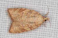 Aleimma loeflingiana