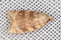 Aleimma loeflingiana