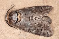 Cossus cossus