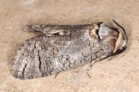 Cossus cossus